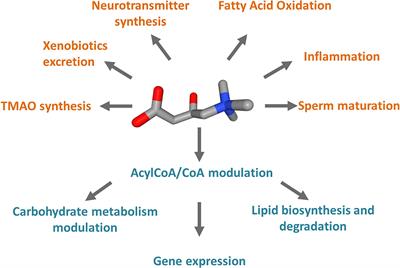 Carnitine Traffic in Cells. Link With Cancer